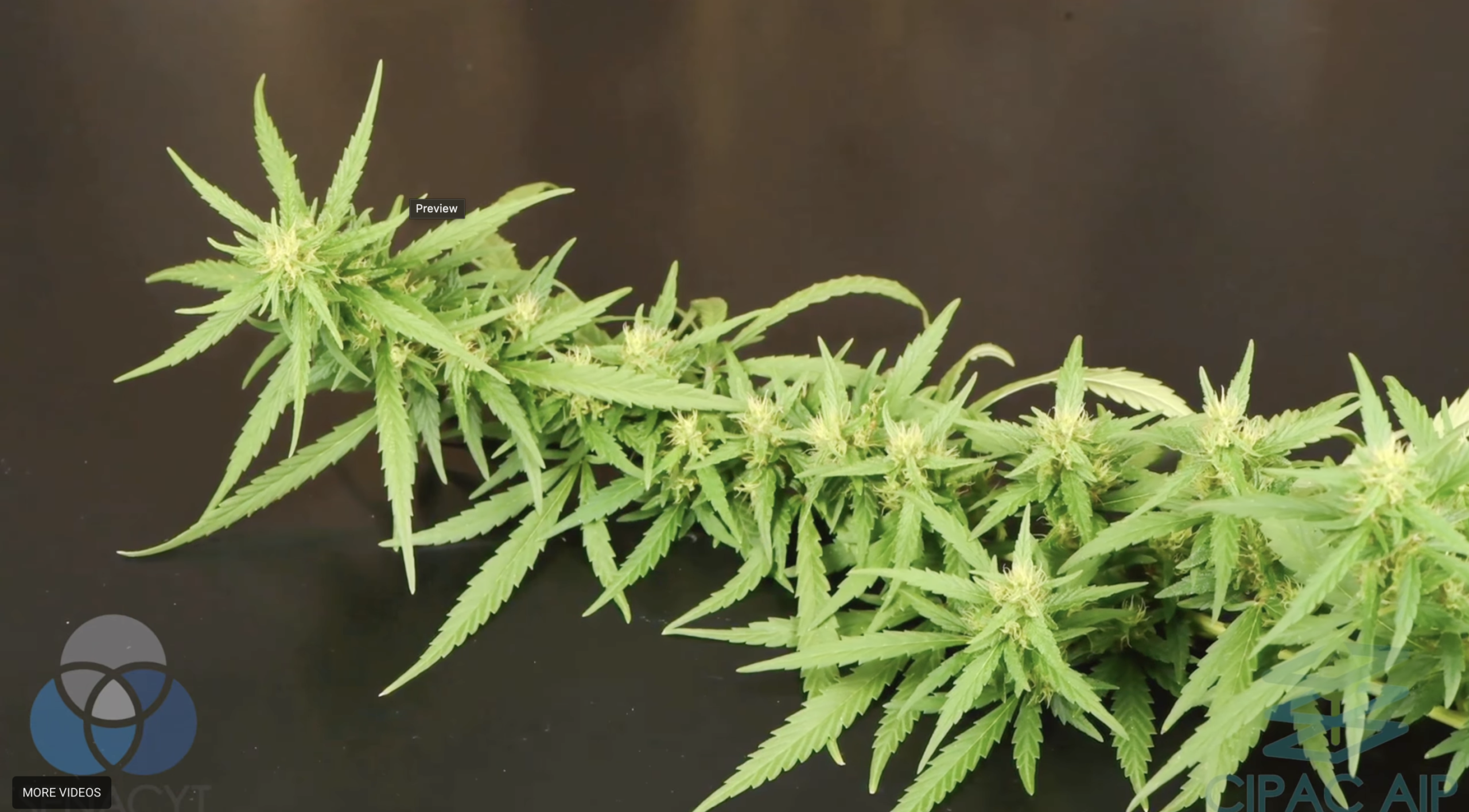 CIPAC-AIP: Cáñamo Industrial